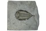 Dalmanites Trilobite Fossil - New York #295604-1